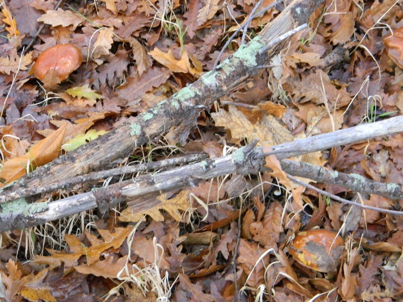 1)Ritrovamenti del 17.12.2011. bosco misto di latifoglia