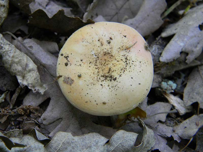 3�gruppo fotog.il 10.06.2011.sotto Quercia