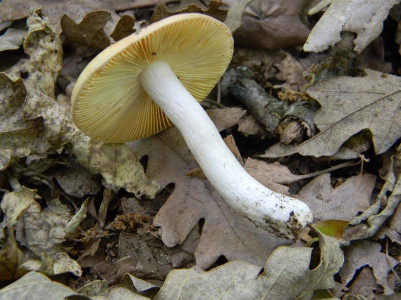 3�gruppo fotog.il 10.06.2011.sotto Quercia