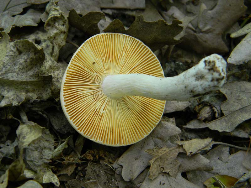 3�gruppo fotog.il 10.06.2011.sotto Quercia