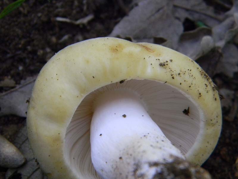 Ritrovamenti del 14.06.2011.sotto Quercia 1�gruppo