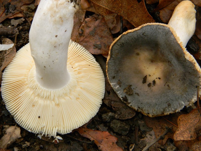 1)Ritrovamenti del 17.12.2011. bosco misto di latifoglia