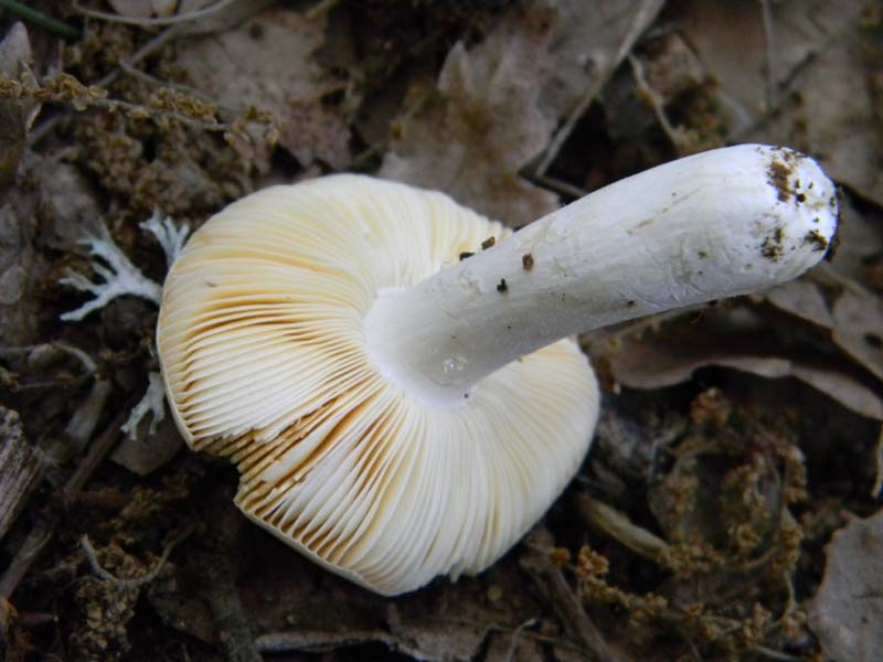 Ritrovamenti del 14.06.2011.sotto Quercia 1�gruppo