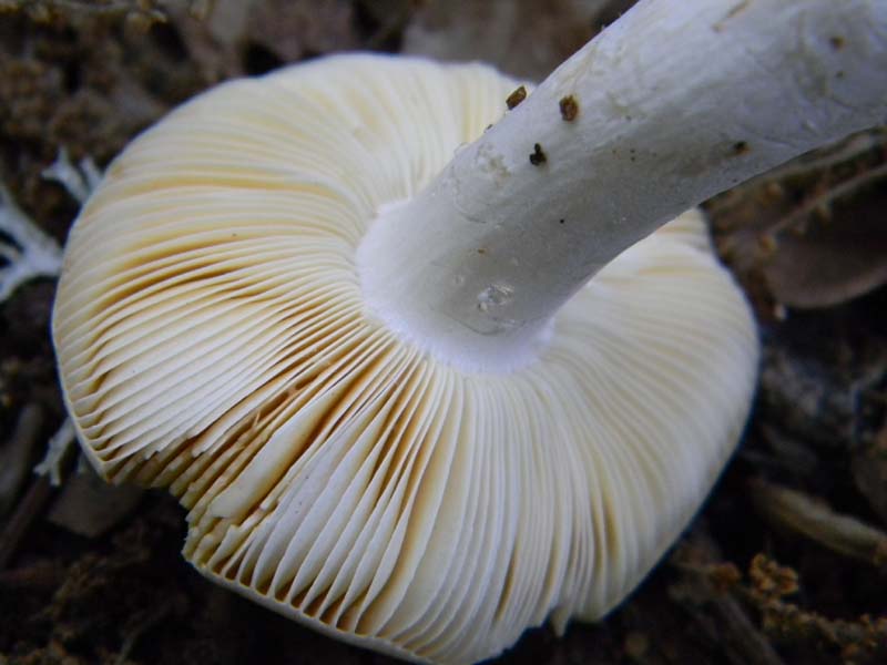 Ritrovamenti del 14.06.2011.sotto Quercia 1�gruppo