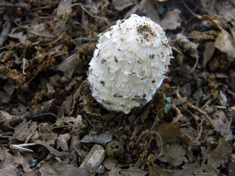 Ritrovamenti del 14.06.2011.sotto Quercia 2�gruppo