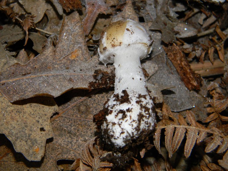 Fotogr.il 20.12.2011. bosco misto di latifoglia (0 gradi)