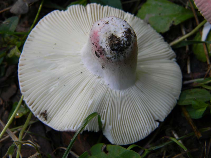 Ritrovamenti del 14.06.2011.sotto Quercia 1�gruppo