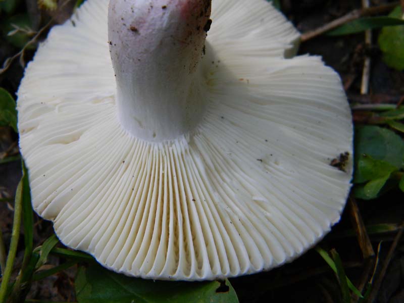 Ritrovamenti del 14.06.2011.sotto Quercia 1�gruppo