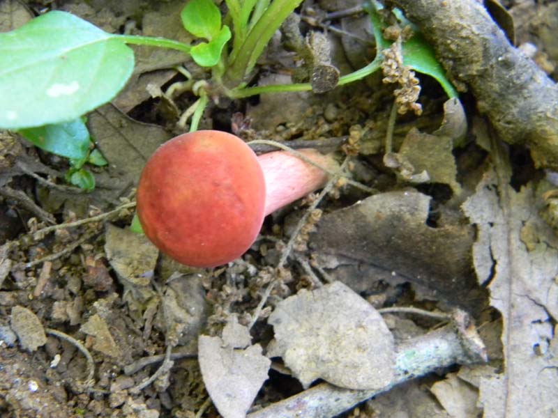 Ritrovamenti del 14.06.2011.sotto Quercia 1�gruppo