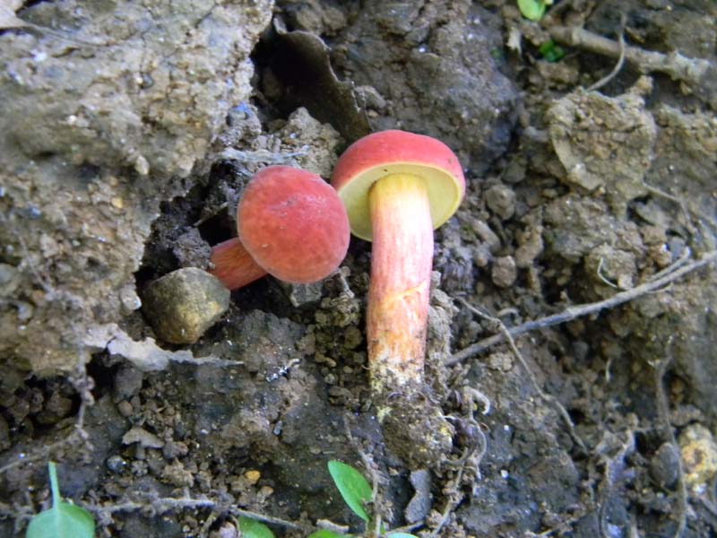 Ritrovamenti del 14.06.2011.sotto Quercia 1�gruppo