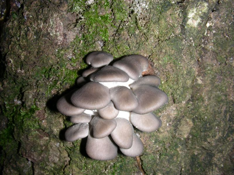 Pleurotus ostreatus