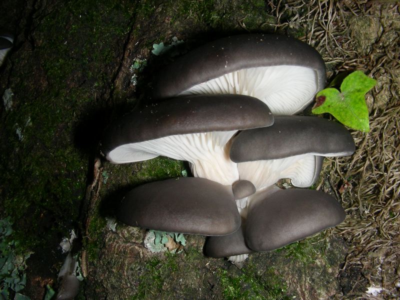 Pleurotus ostreatus