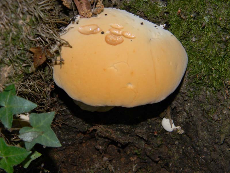 Ritrovamenti del 14.06.2011.sotto Quercia 1�gruppo