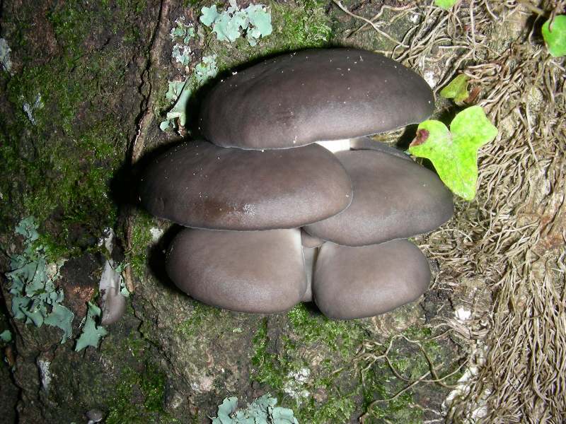 Pleurotus ostreatus
