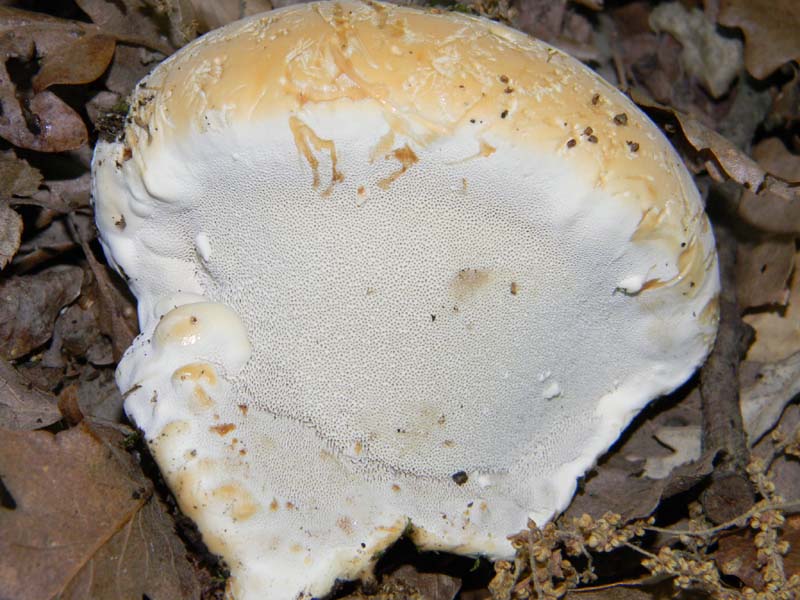 Ritrovamenti del 14.06.2011.sotto Quercia 1�gruppo