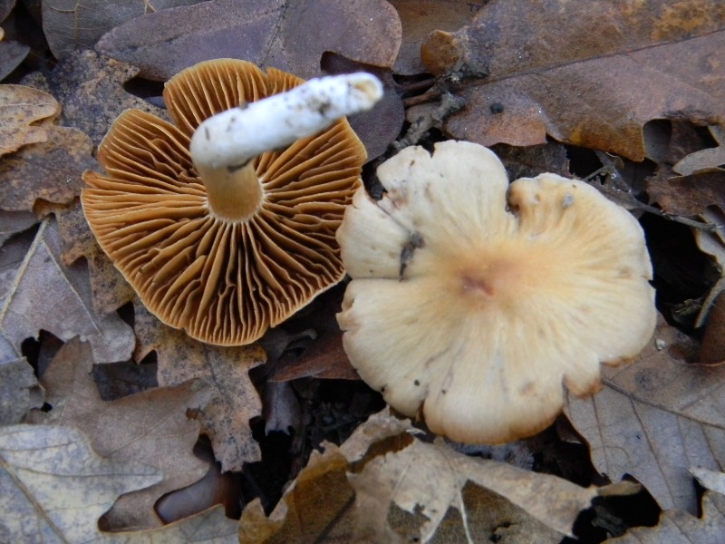 4) Fotografati il 20.12.2011. sotto Quercia