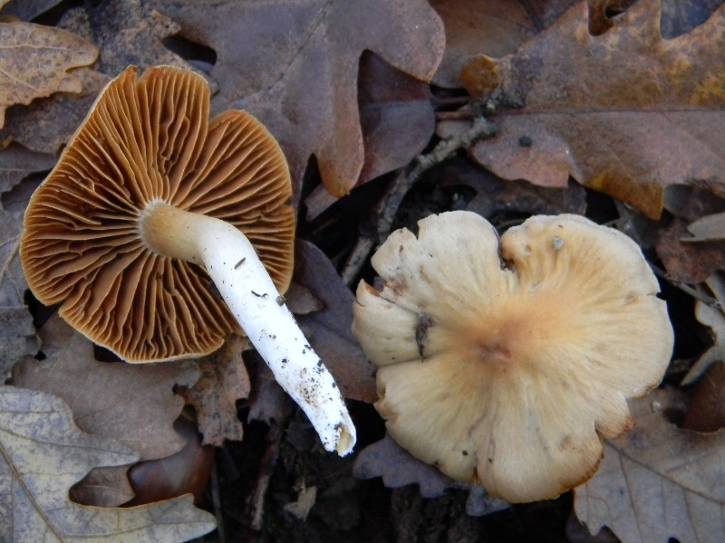 4) Fotografati il 20.12.2011. sotto Quercia