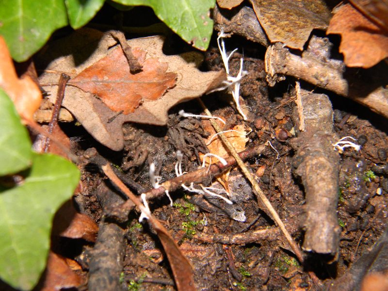 2) Fotografati il 20.12.2011. sotto Quercia