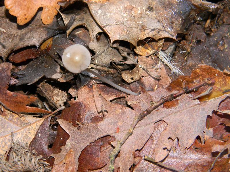 2) Fotografati il 20.12.2011. sotto Quercia