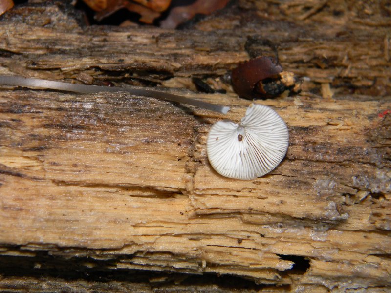2) Fotografati il 20.12.2011. sotto Quercia