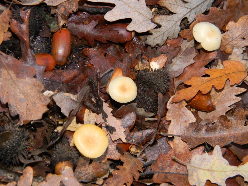 2) Fotografati il 20.12.2011. sotto Quercia