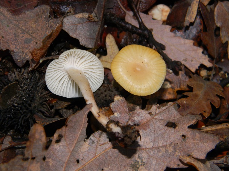 2) Fotografati il 20.12.2011. sotto Quercia