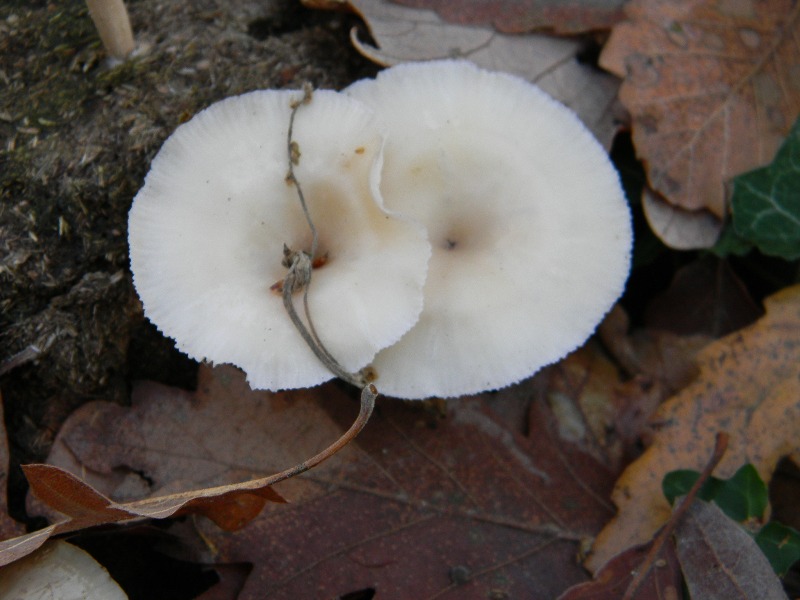 2) Fotografati il 20.12.2011. sotto Quercia