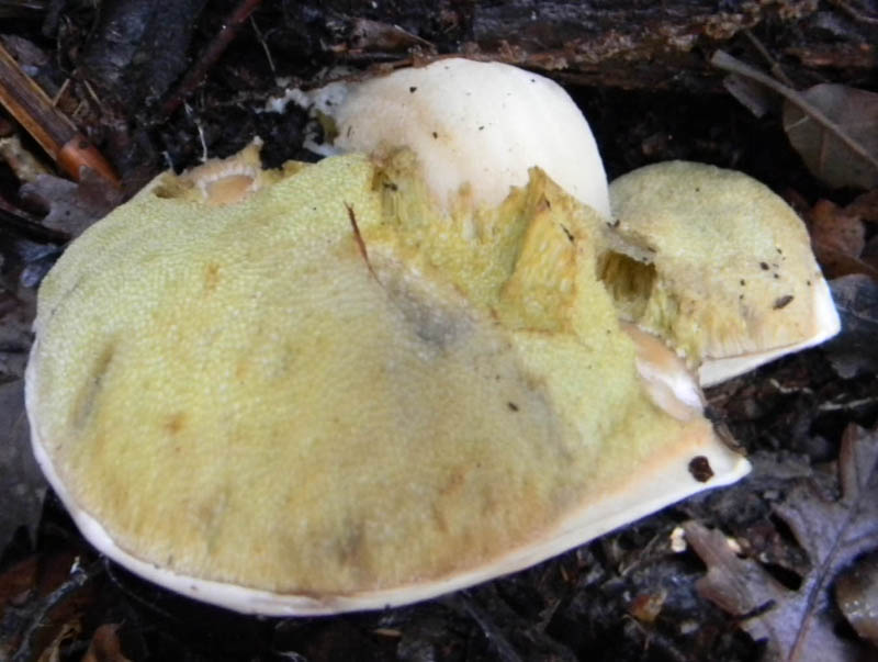 Due ritrovamenti del 7.12.2010.