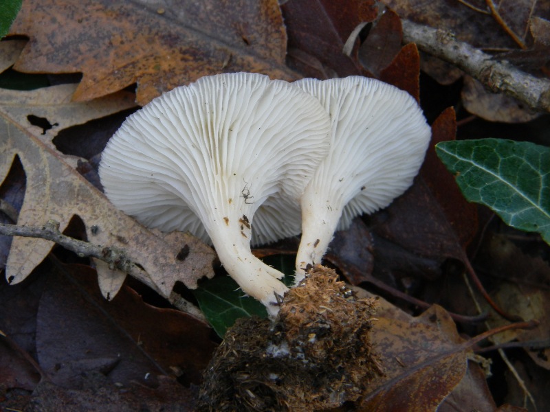 2) Fotografati il 20.12.2011. sotto Quercia