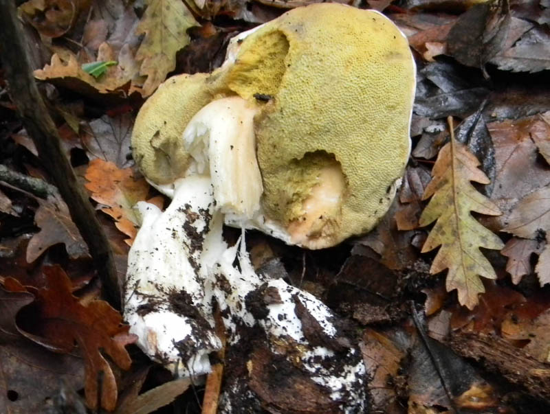 Due ritrovamenti del 7.12.2010.