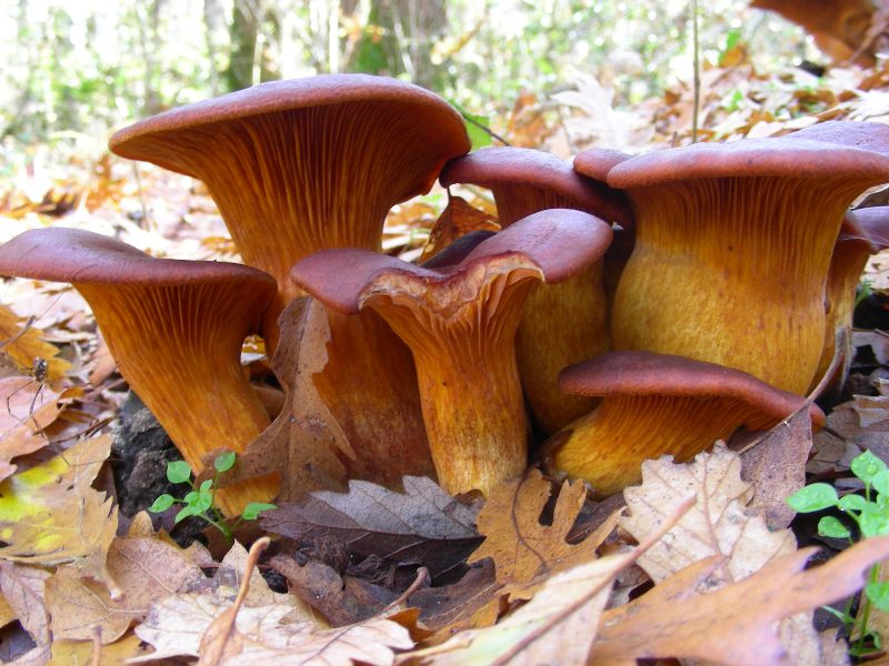 Omphalotus olearius