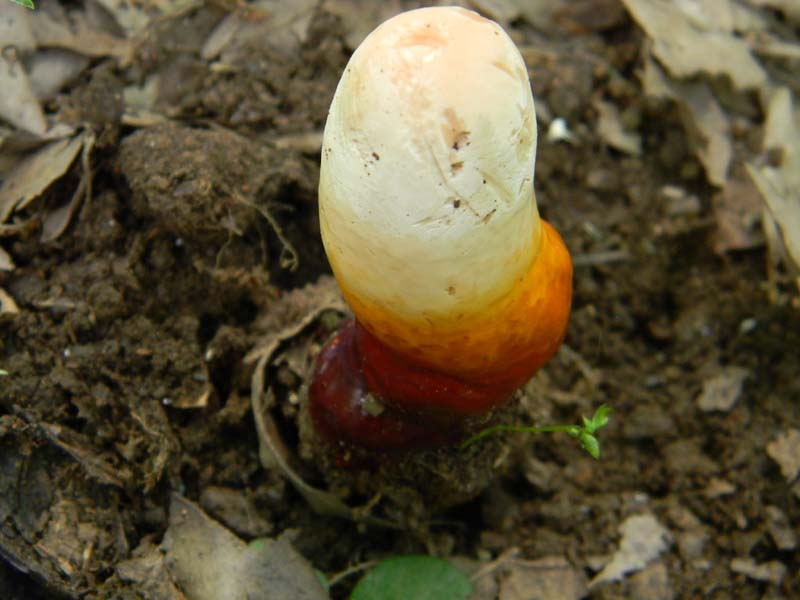 Ritrovamenti del 14.06.2011.sotto Quercia 1�gruppo