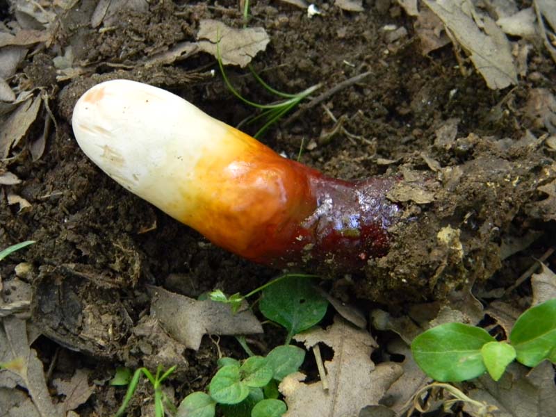 Ritrovamenti del 14.06.2011.sotto Quercia 1�gruppo