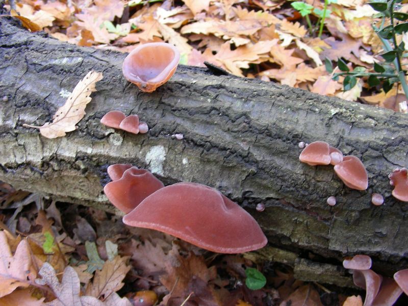 Auricularia auricula-judae