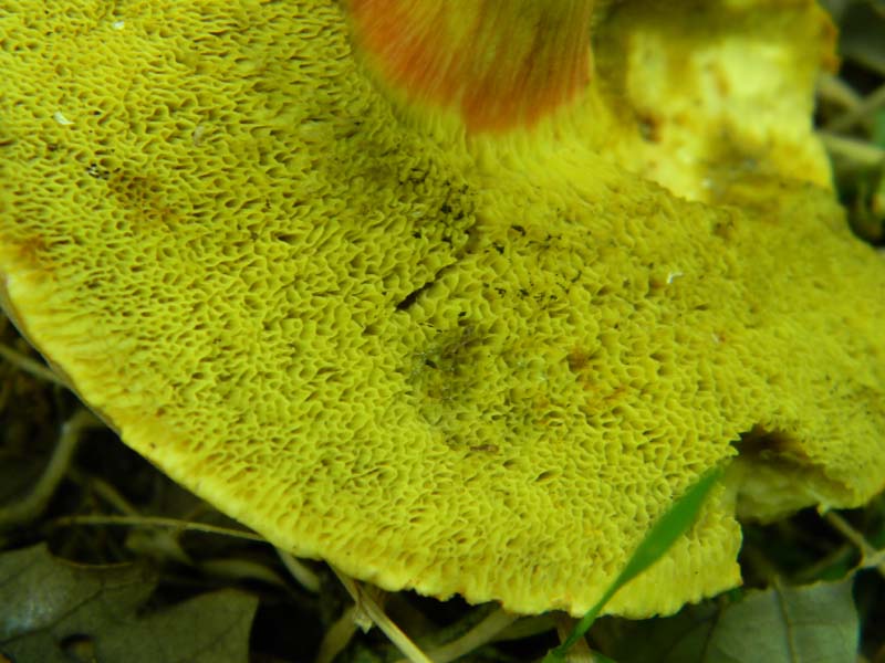 Ritrovamenti del 14.06.2011.sotto Quercia 2�gruppo