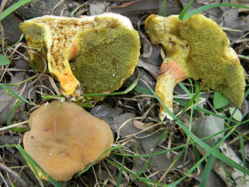 Ritrovamenti del 14.06.2011.sotto Quercia 2�gruppo