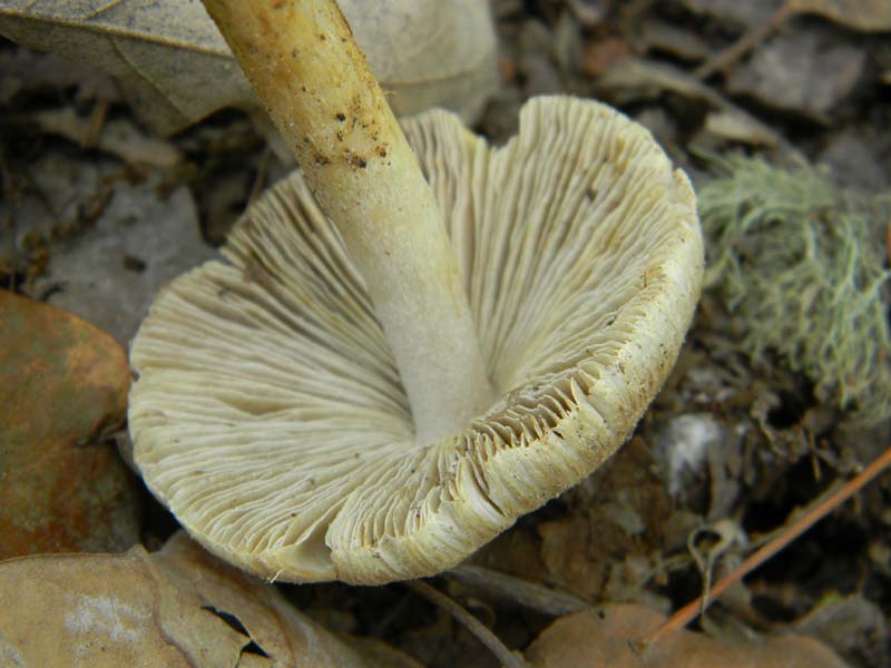 Ritrovamenti del 14.06.2011.sotto Quercia 2�gruppo