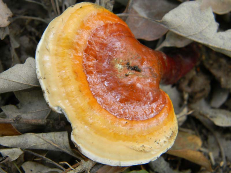 Ritrovamenti del 14.06.2011.sotto Quercia 2�gruppo