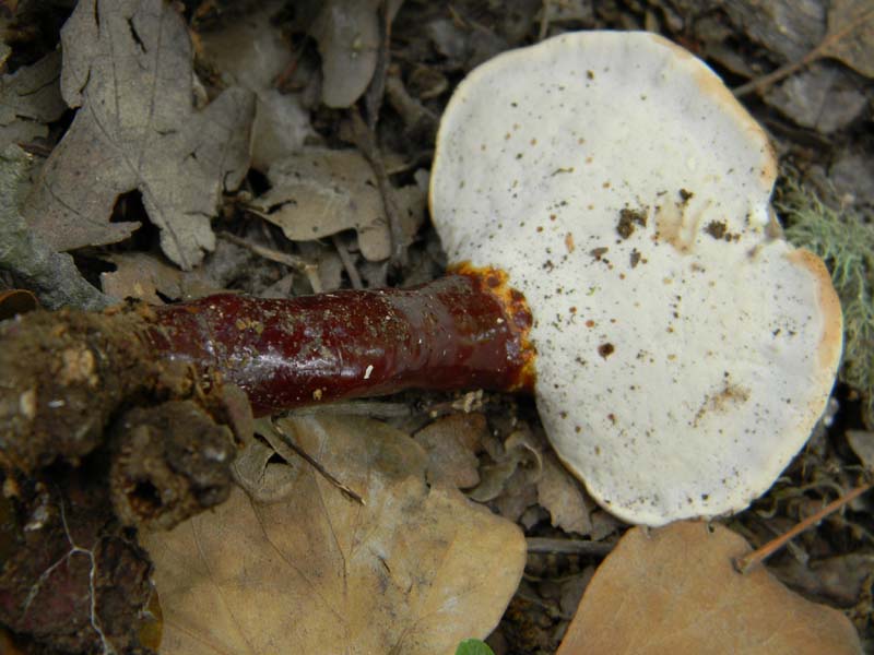 Ritrovamenti del 14.06.2011.sotto Quercia 2�gruppo