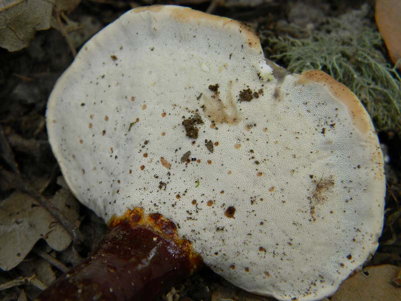 Ritrovamenti del 14.06.2011.sotto Quercia 2�gruppo