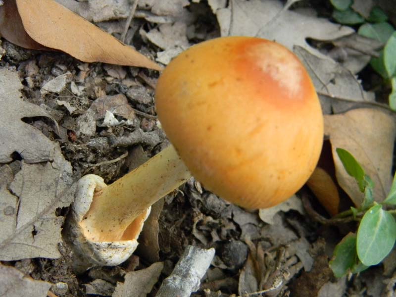 Ritrovamenti del 14.06.2011.sotto Quercia 2�gruppo