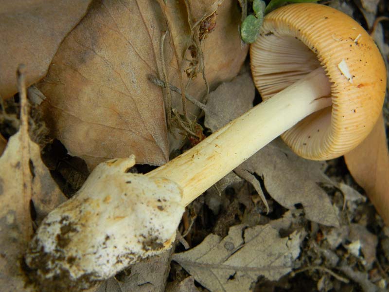 Ritrovamenti del 14.06.2011.sotto Quercia 2�gruppo