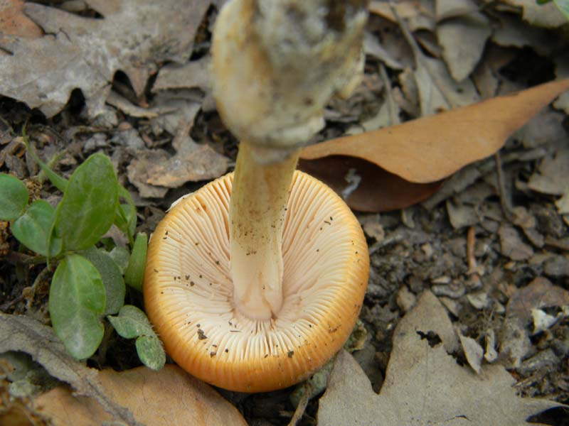 Ritrovamenti del 14.06.2011.sotto Quercia 2�gruppo