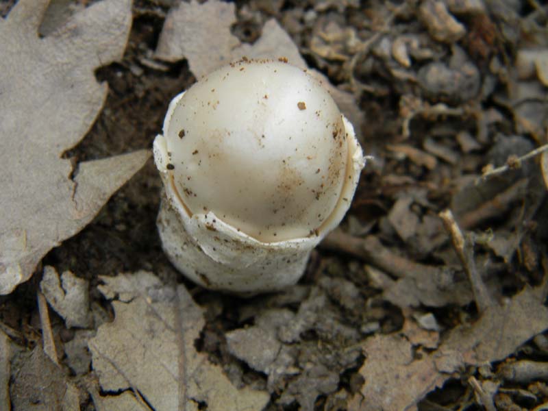 Ritrovamenti del 14.06.2011.sotto Quercia 2�gruppo