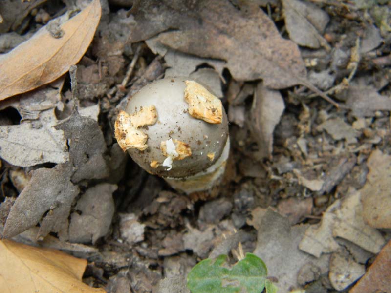 Ritrovamenti del 14.06.2011.sotto Quercia 2�gruppo