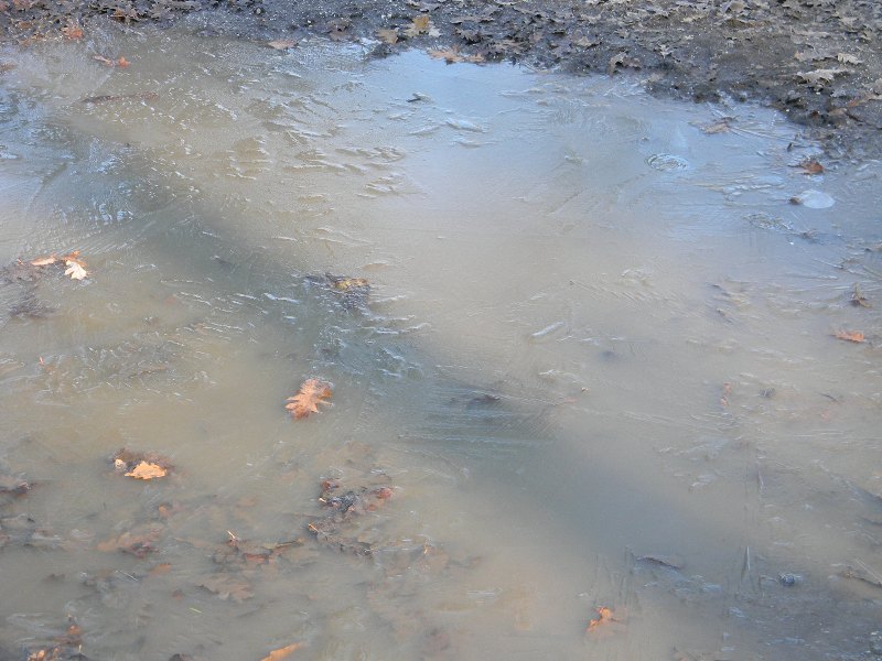 4) Fotografati il 20.12.2011. sotto Quercia