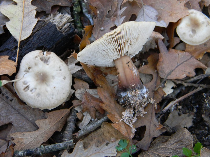 4) Fotografati il 20.12.2011. sotto Quercia