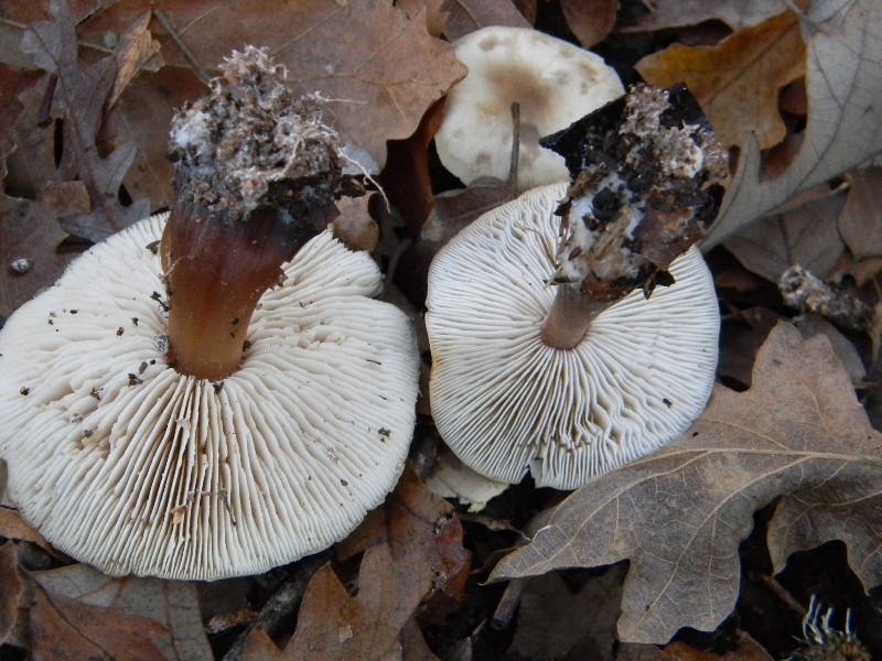 4) Fotografati il 20.12.2011. sotto Quercia