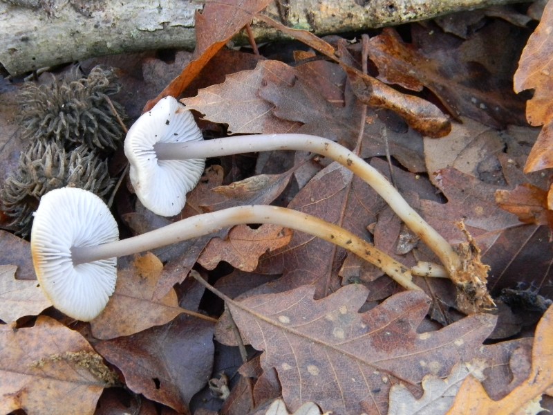 4) Fotografati il 20.12.2011. sotto Quercia