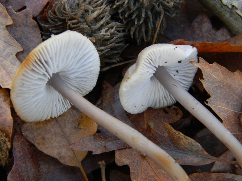 4) Fotografati il 20.12.2011. sotto Quercia